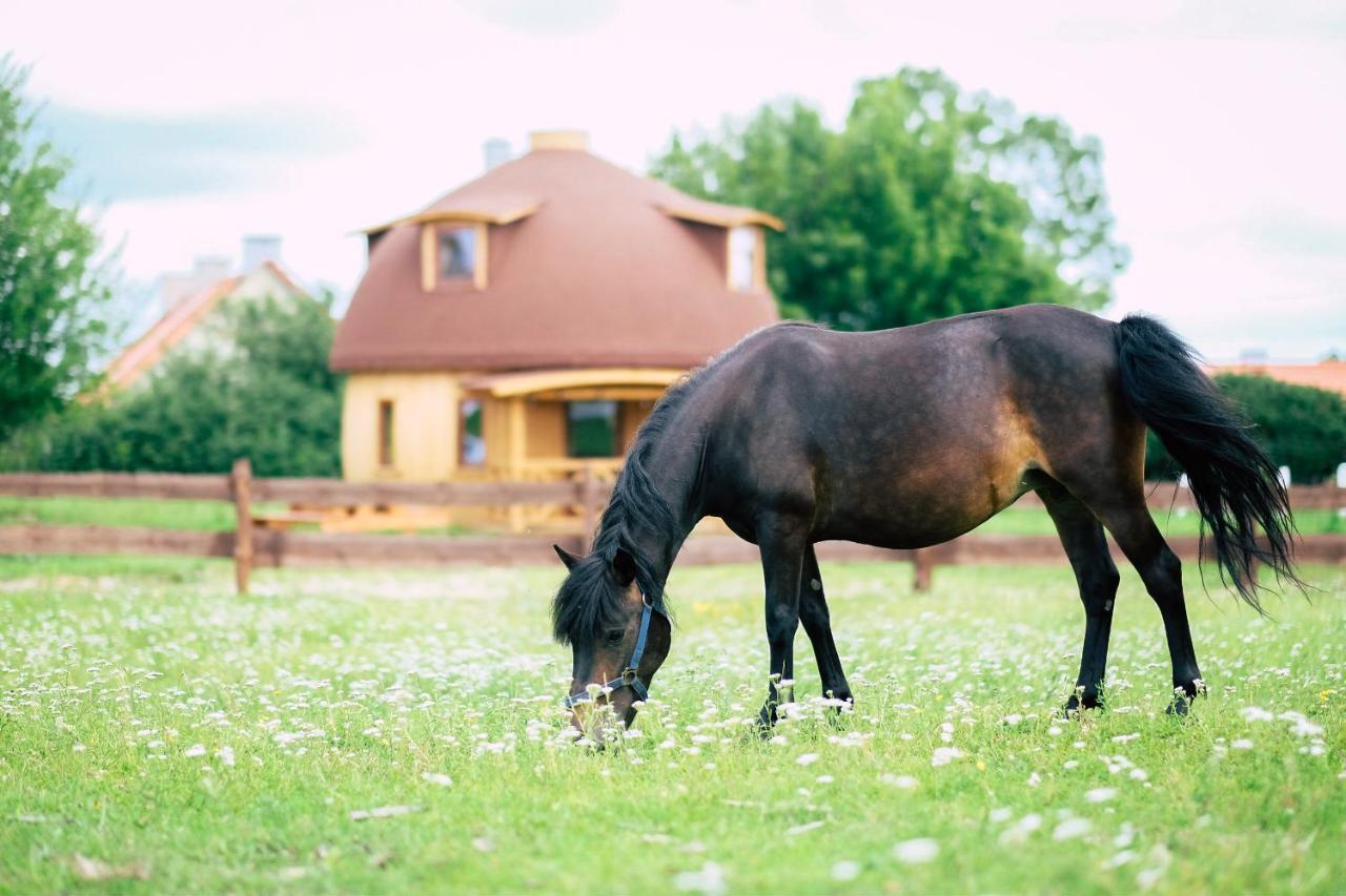 Grzybek Maison Champignon Kętrzyn Exteriör bild